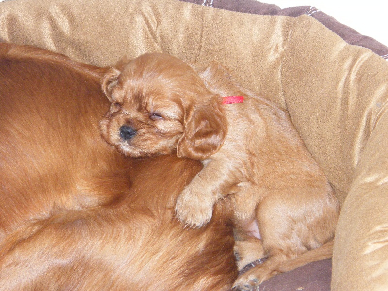 Des Nobles Frimousses - Cavalier King Charles Spaniel - Portée née le 24/05/2013