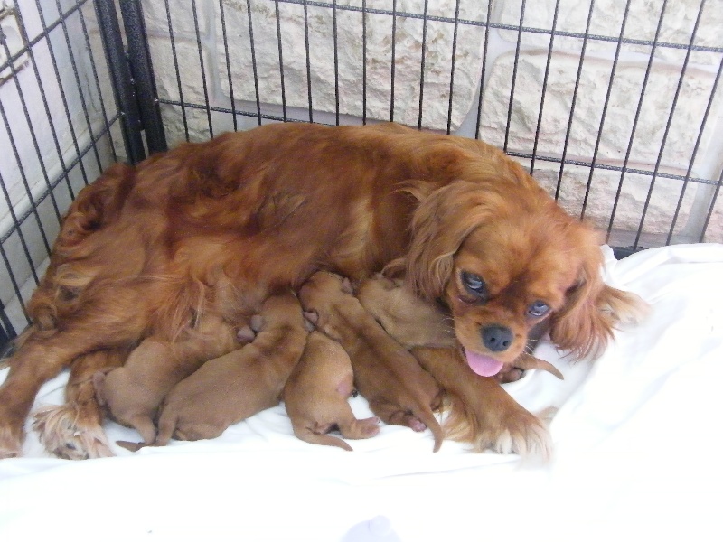 Des Nobles Frimousses - Cavalier King Charles Spaniel - Portée née le 02/04/2011