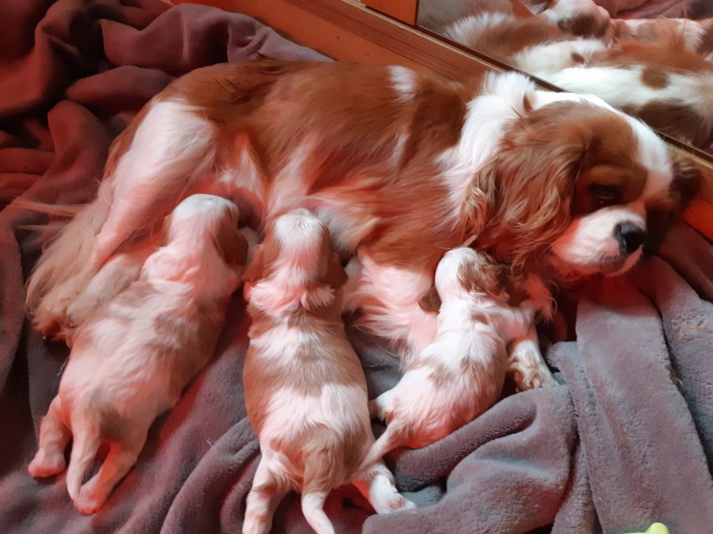 Des Nobles Frimousses - Cavalier King Charles Spaniel - Portée née le 13/03/2019