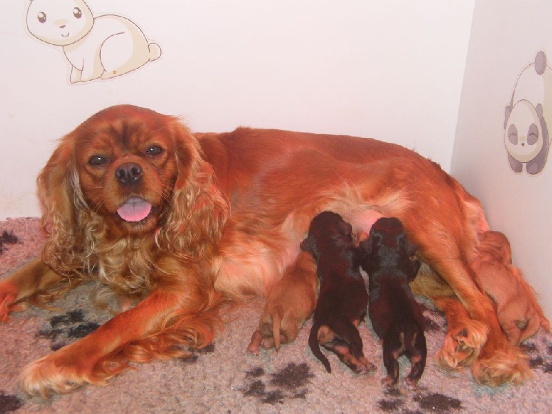 Des Nobles Frimousses - Cavalier King Charles Spaniel - Portée née le 20/09/2015