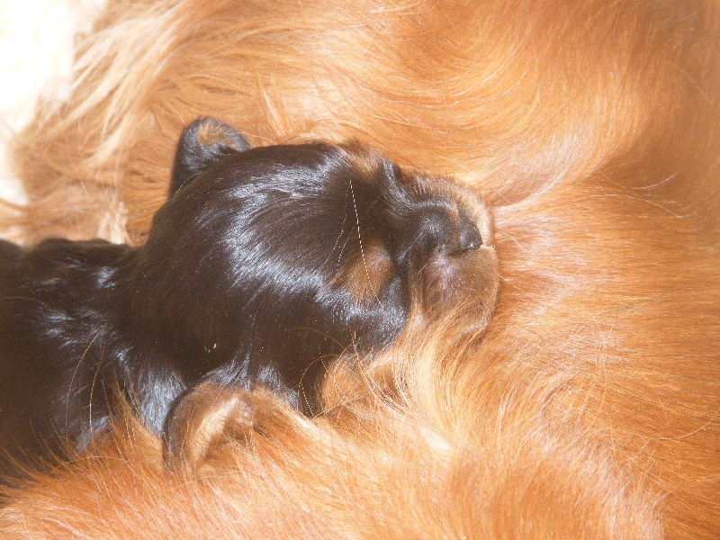 Des Nobles Frimousses - Cavalier King Charles Spaniel - Portée née le 11/02/2012