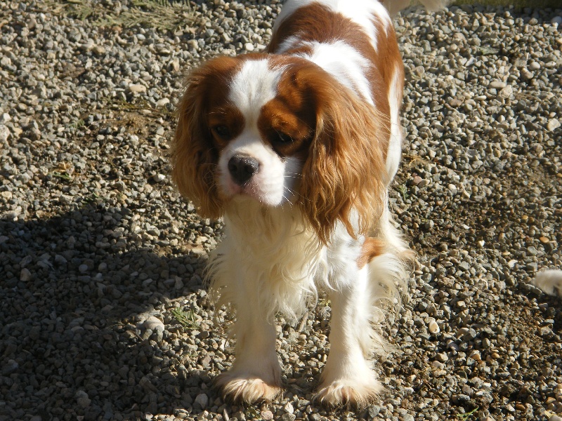 Forever boy Des Nobles Frimousses