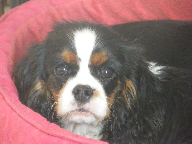 Heather Des Nobles Frimousses