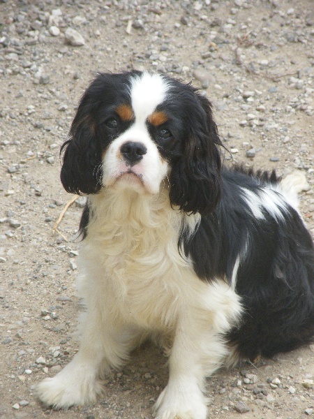 Golden boy Des Nobles Frimousses