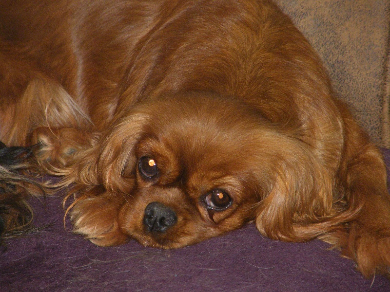 Gena Des Nobles Frimousses