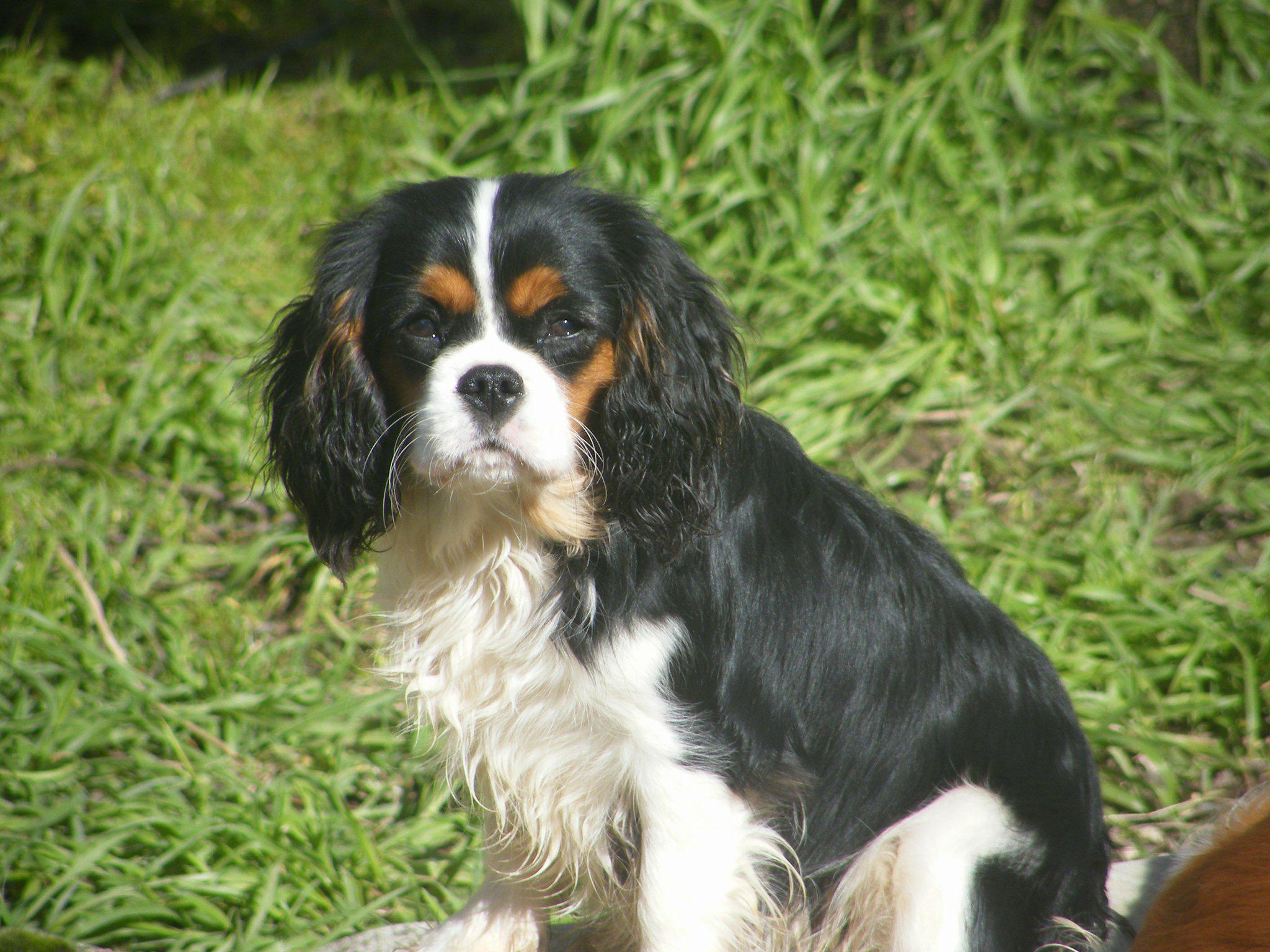 Notting hill Des Nobles Frimousses