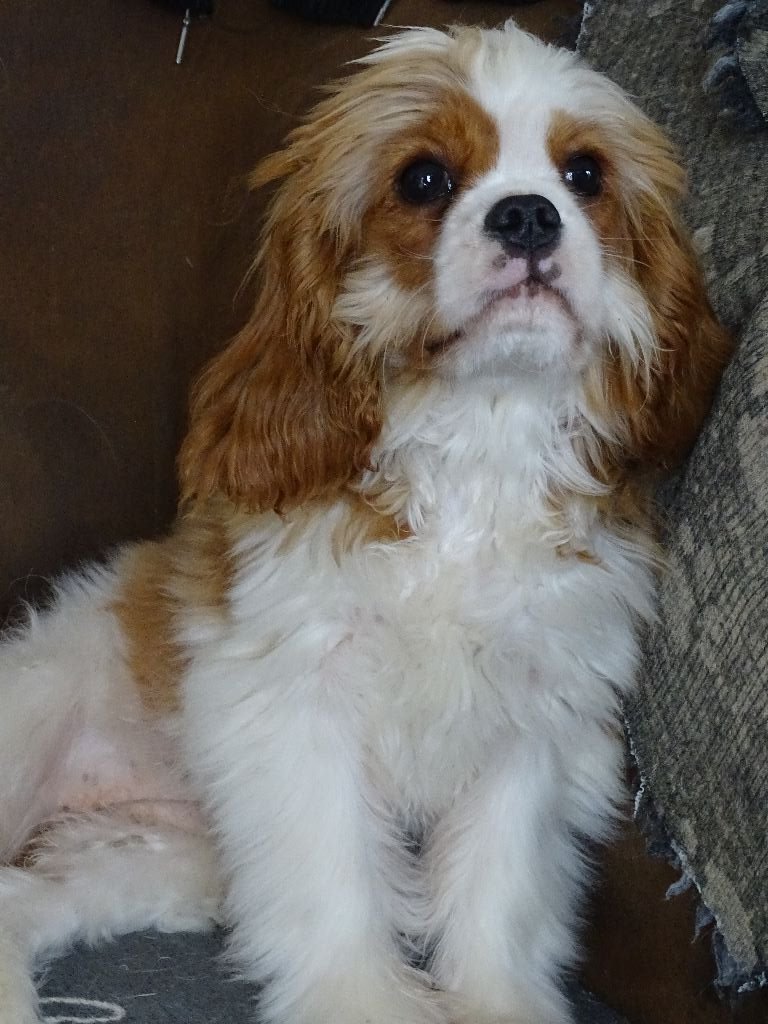 Penny lane des songes de Belle