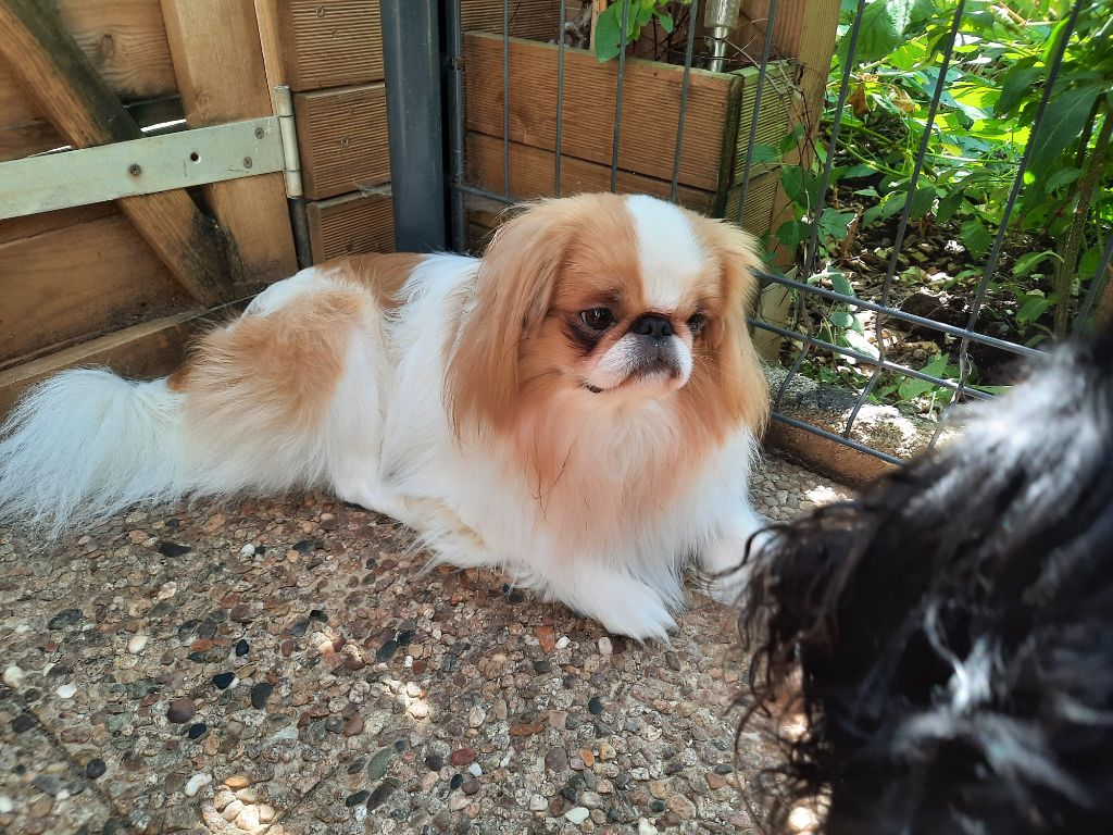 O'malley De la bacska