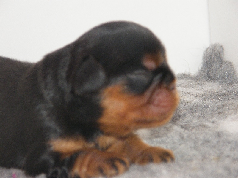 Les bébés 