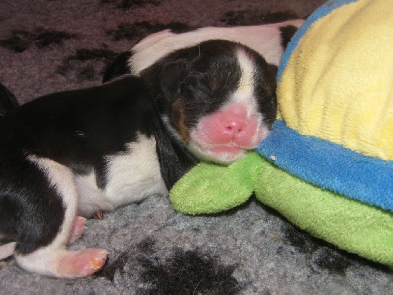 Des Nobles Frimousses - Cavalier King Charles Spaniel - Portée née le 02/12/2015