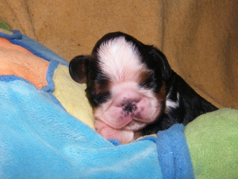 Des Nobles Frimousses - King Charles Spaniel - Portée née le 04/01/2016