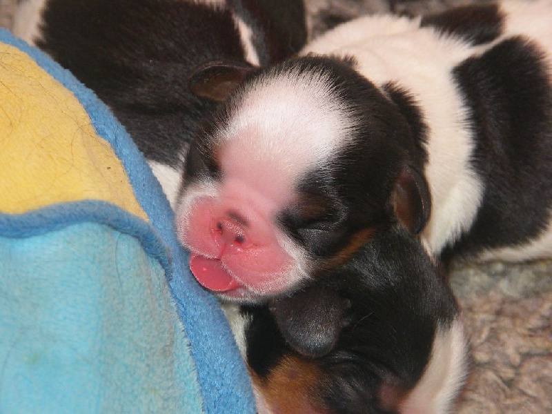 Des Nobles Frimousses - King Charles Spaniel - Portée née le 08/01/2016