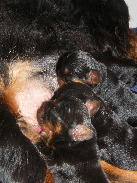 Des Nobles Frimousses - King Charles Spaniel - Portée née le 14/09/2015