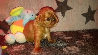 CHIOT