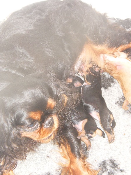 Des Nobles Frimousses - King Charles Spaniel - Portée née le 28/05/2015
