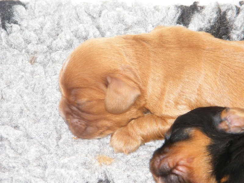 Des Nobles Frimousses - Cavalier King Charles Spaniel - Portée née le 28/06/2015